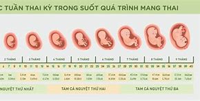 Sự Phát Triển Thai Nhi 21 Tuần Tuổi